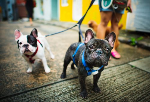 adorable frenchie dogs