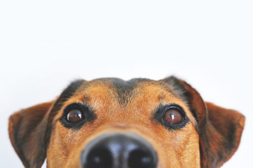 adorable animal headshot