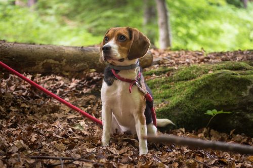 adorable dog in forest