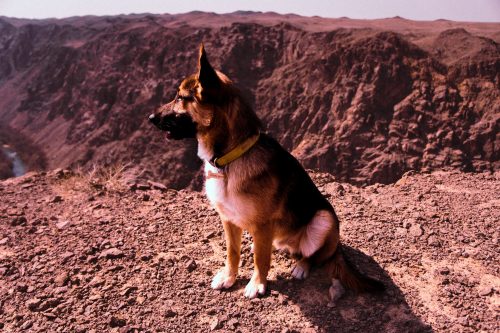canine in daylight