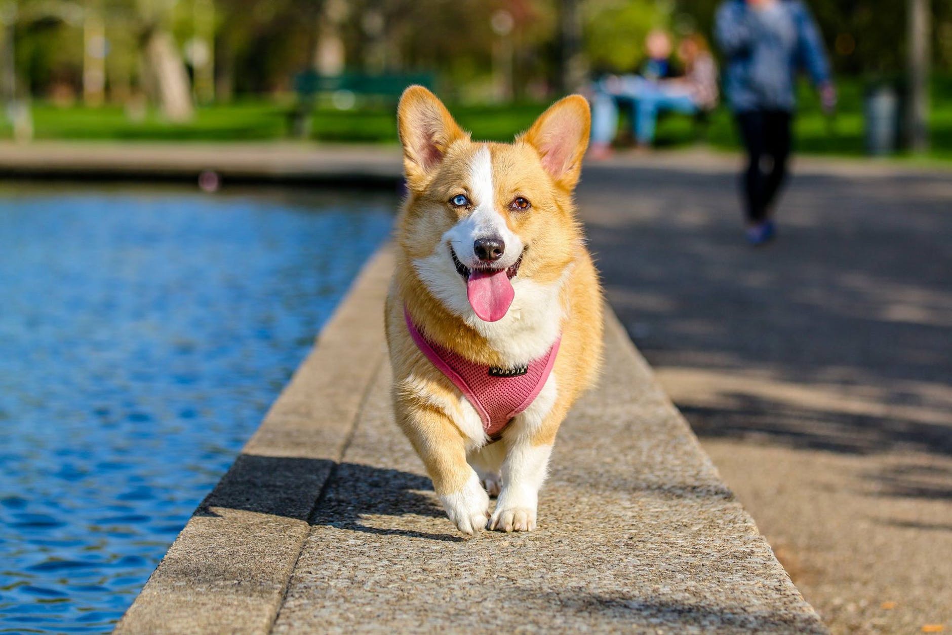 are corgis good lap dogs